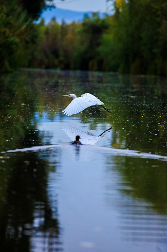 The white heron or great egret is one of the most widely distributed herons in the world. Its characteristic white plumage and yellow beak are part of its identification. Below her a coot swims in the middle of the canal. This specimen is seen in the Xochimilco canals in Mexico City.