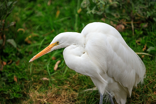 The white heron or great egret is one of the most widely distributed herons in the world. Its characteristic white plumage and yellow beak are part of its identification. This specimen is seen in the Xochimilco canals in Mexico City.