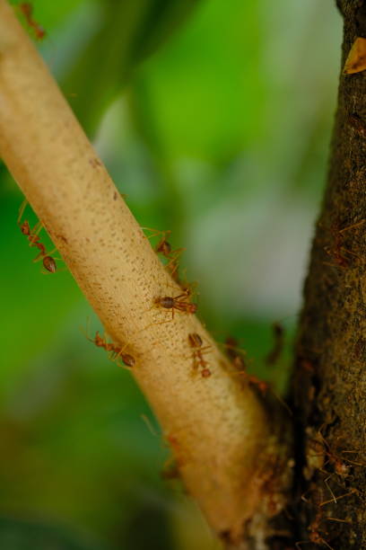 istock The rangrang is a large red ant that is known to have a high ability to form webbing for its nest. In English it is called a weaver ant. Oecophylla 1968955371