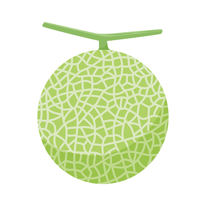 Vector illustration of melon