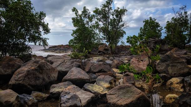 istock Mangrove plants that grow on the beach 1968963925