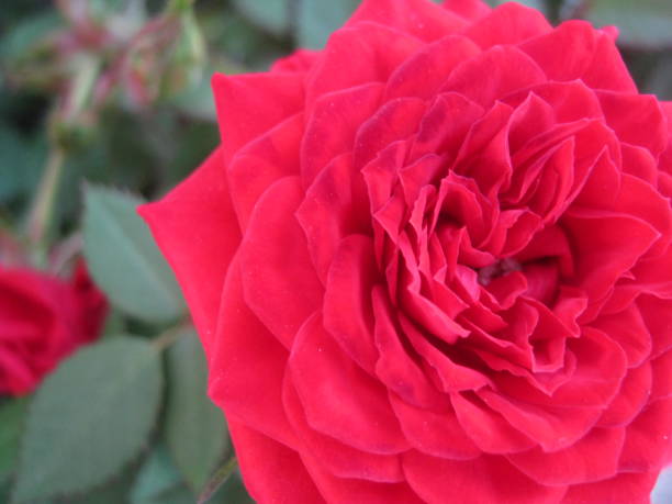 istock close up of red rose flower 1968982881