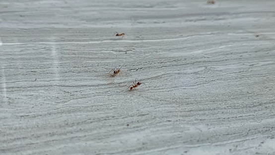 ants looking for food for their colony