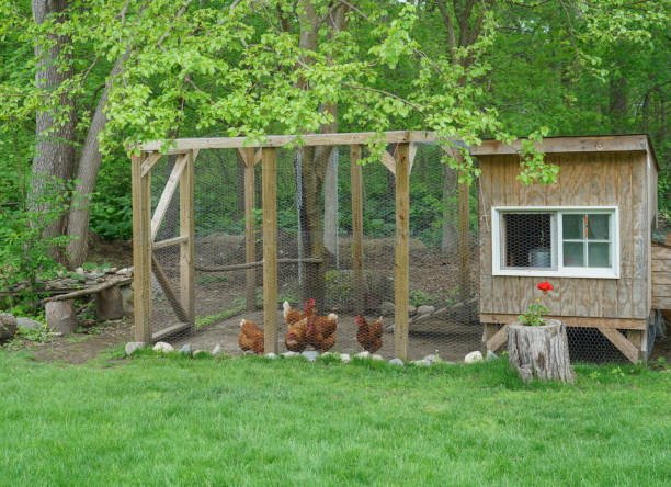 istock close up on chicken in side coop in back yard 1969008965
