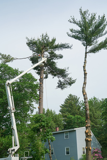 equipment and workers working on trimming trees in residential site