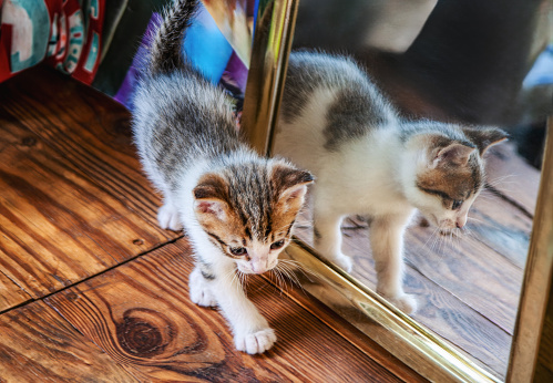 baby kitten sited on a wooden floor , reflected in a mirror, at a shelter sponsored by a charity