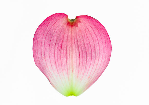 red dogwood petal isolated on white background