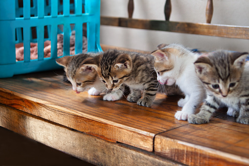 four baby kittens sited on a wooden bench outside their basket at a shelter sponsored by a charity