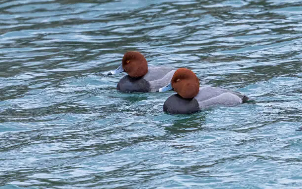 Two redheads sail along together.