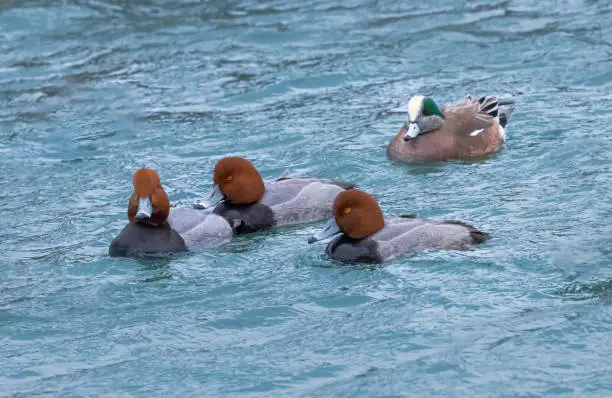 Three redhead ducks and an American Wigeon sailing in the inner harbour next to Lake Ontario.