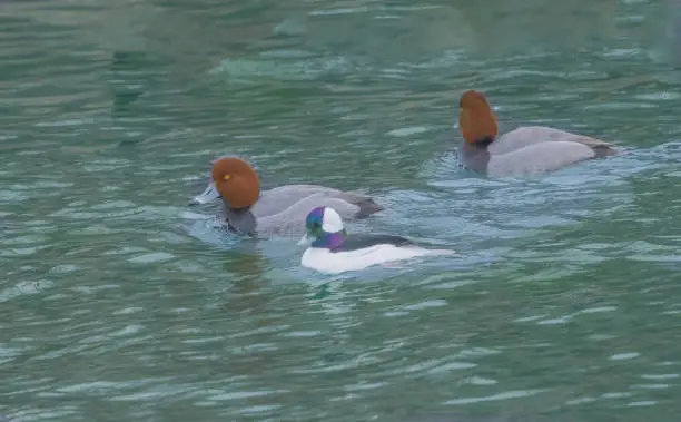 Two redheads sail along with a bufflehead in close proximity.