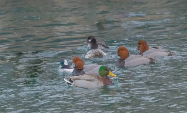 A group of different ducks hanging out together in the winter. Some of the ducks seen are the redhed, mallard, Greater scaup and bufflehead.