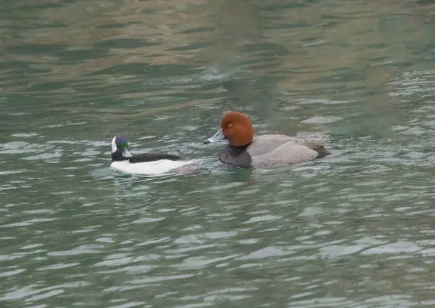 A redhead and a bufflehead hanging out together close to other groups of ducks.
