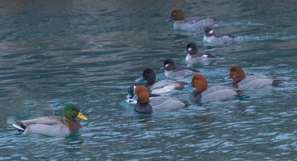istock A Group Of Ducks Hanging Together 1969020456