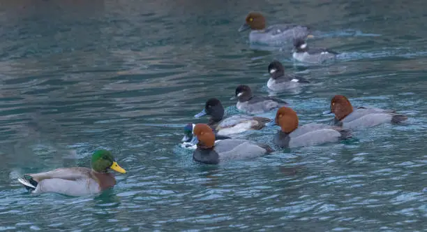 A group of different ducks hanging out together in the winter. Some of the ducks seen are the redheads, mallard, Greater scaup and bufflehead.