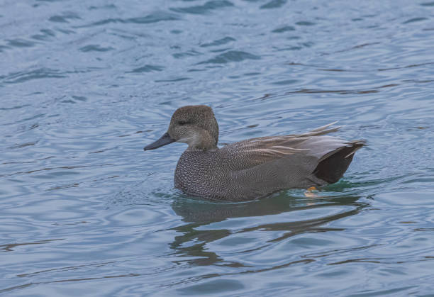 istock Gadwall In Lake Ontario 1969022034