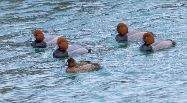 Four redhead male ducks seen in the water together, and enjoying a cold day.