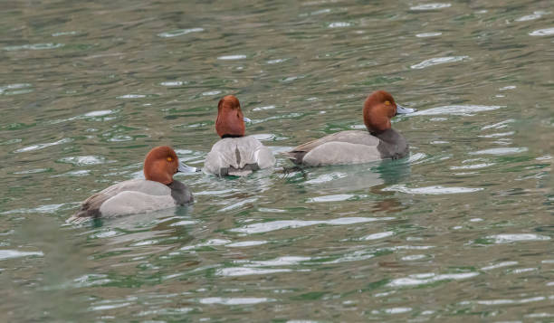 istock A Group Of Redhead Ducks Sailing On By 1969022550