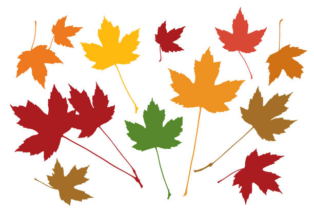 illustrazioni stock, clip art, cartoni animati e icone di tendenza di illustrazione della foglia d'acero - syrup maple leaf leaf maple tree