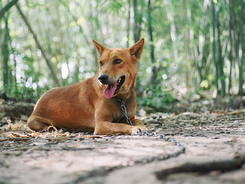 southeast asia brown dog