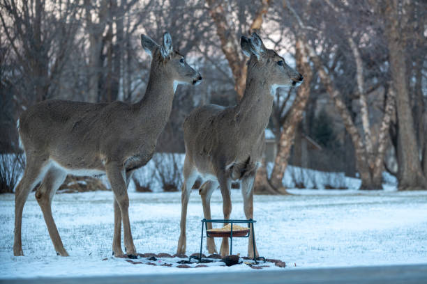 istock Whitetail deer eating at a corn feeder in winter 1969070890