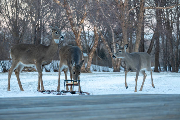 istock Whitetail deer eating at a corn feeder in winter 1969070895