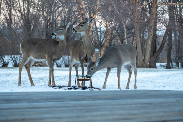 istock Whitetail deer eating at a corn feeder in winter 1969070899