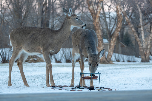 This image shows a close-up view of two white-tailed deer eating at a corn feeder in a woodland residential backyard on a winter day.
