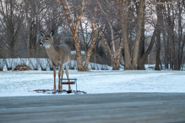 istock Whitetail deer eating at a corn feeder in winter 1969070917