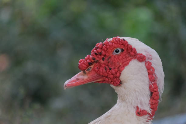 The head of a live duck with a bright red face.