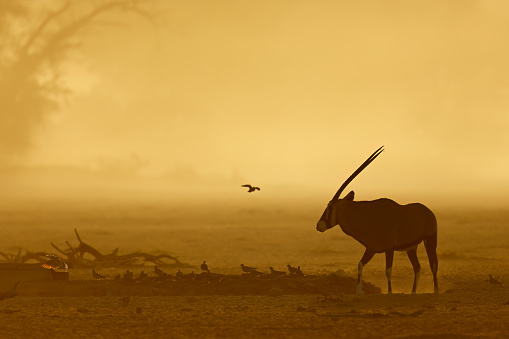 A gemsbok antelope (Oryx gazella) and doves silhouetted in dust at sunrise, Kalahari desert, South Africa