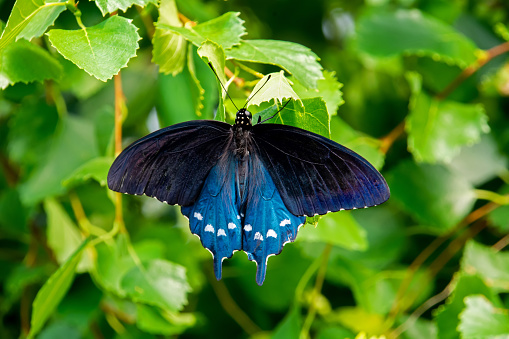 Pipevine swallowtail butterfly resting on a leaf