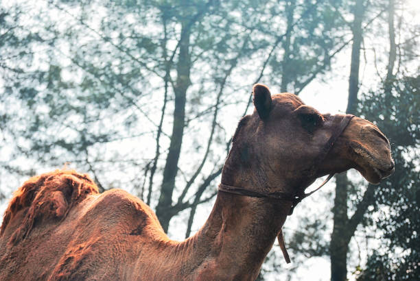 Portrait of Camel at fair ground at Pushkar during fair for trading.