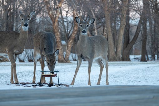 This image shows a close-up view of three white-tailed deer eating at a corn feeder in a woodland residential backyard on a winter day.
