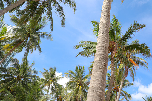 A beautiful crown palms trees background against a tropical blue sky with clouds