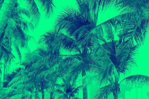 Patern of palm tree and green design