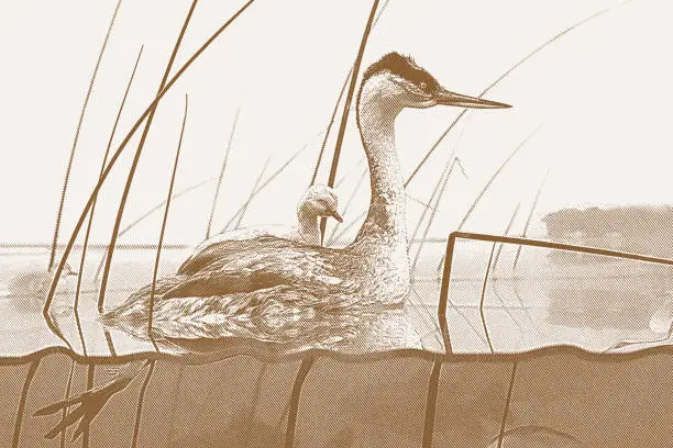 Vector illustration of Female Grebe and chicks on lake