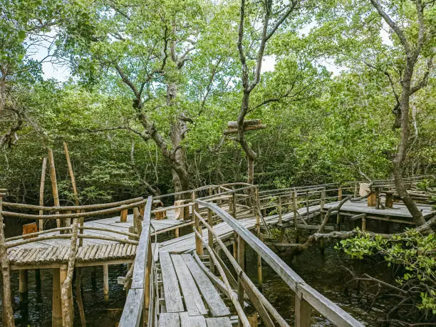 Photo of Mangrove natural tourist attractions in Maumere, Flores, Talibura.