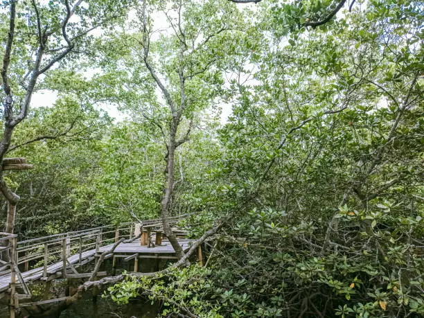 Photo of Mangrove natural tourist attractions in Maumere, Flores, Talibura.