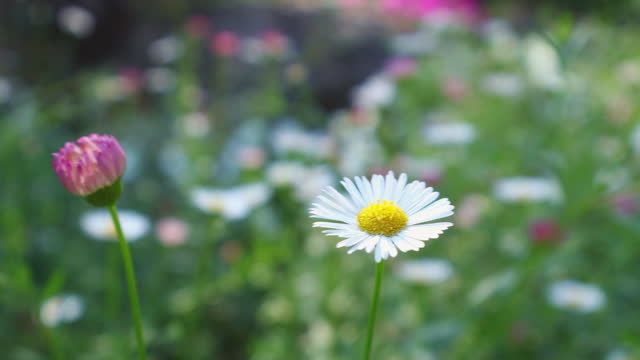 Beautiful view of Daisy flower