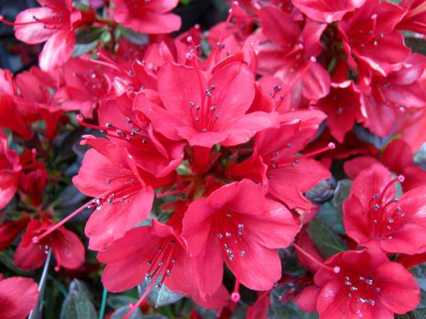 istock Close up of red azalea flowers 1969185995