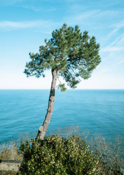 In the background of the silhouette of the leafless tree is a Baltic Sea beach and a blue summer sky in Ustronie Morskie, West Pomerania, Poland.