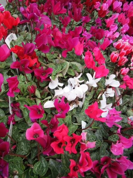 istock red, pink and white cyclamen flowers 1969196423
