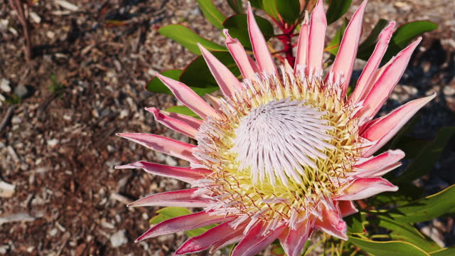 View of King Protea in blooming. The national flower of South Africa.