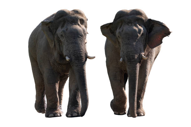 istock Male Asian forest elephant with long tusks isolated on white background. 1969219570