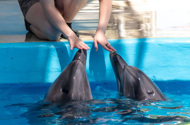 istock A girl trains two dolphins in the pool 1969224939