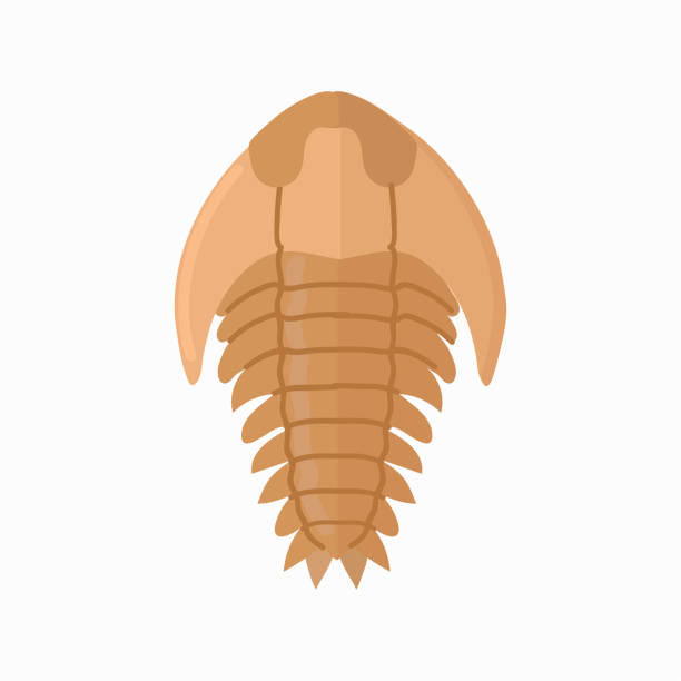 ilustraciones, imágenes clip art, dibujos animados e iconos de stock de icono fósil de trilobites clipart avatar logotipo ilustración vectorial aislada - ordoviciense ilustraciones