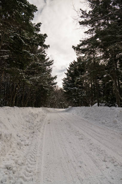 istock a road in a snowy forest 1969234323