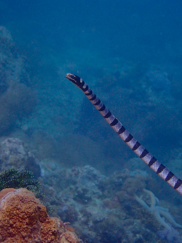 A sea snake swims vertically upward underwater on a blue background over a coral reef.