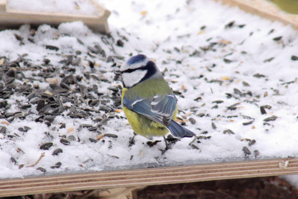 istock Blue tit close-up, winter time 1969270161